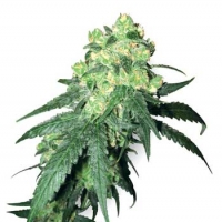 White Label Rhino Regular Cannabis Seeds | White Label Seed Company