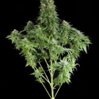 White Siberian Feminised Cannabis Seeds | Dinafem Seeds
