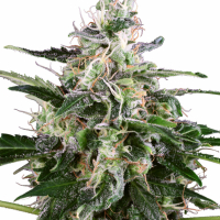 White Skunk Auto Feminised Cannabis Seeds | White Label Seed Company