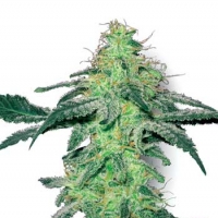 White Skunk Feminised Cannabis Seeds | White Label Seed Company