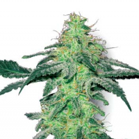  White Skunk Regular Cannabis Seeds | White Label Seed Company