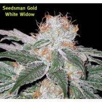 White Widow Regular Cannabis Seeds | Seedsman