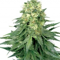 White Widow Regular Cannabis Seeds | White Label Seed Company