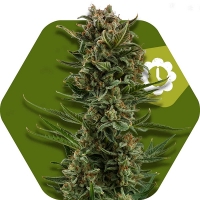 White Widow XL Auto Feminised Cannabis Seeds | Zambeza Seeds