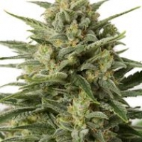 White Widow XXL Auto Feminised Cannabis Seeds | Dinafem Seeds