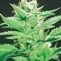 Widow Warrior Regular Cannabis Seeds
