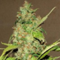 Wonderberry Regular Cannabis Seeds | Sagarmartha Seeds