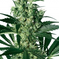X - Haze Feminised Cannabis Seed | White Label Seed Company