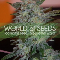 Yumbolt 47 Feminised Cannabis Seeds | World of Seeds
