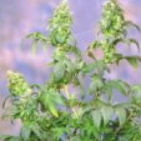 Yumbolt Regular Cannabis Seeds | Sagarmartha Seeds