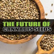 The Future Cannabis Seeds Discount Cannabis Seeds BOGOF.