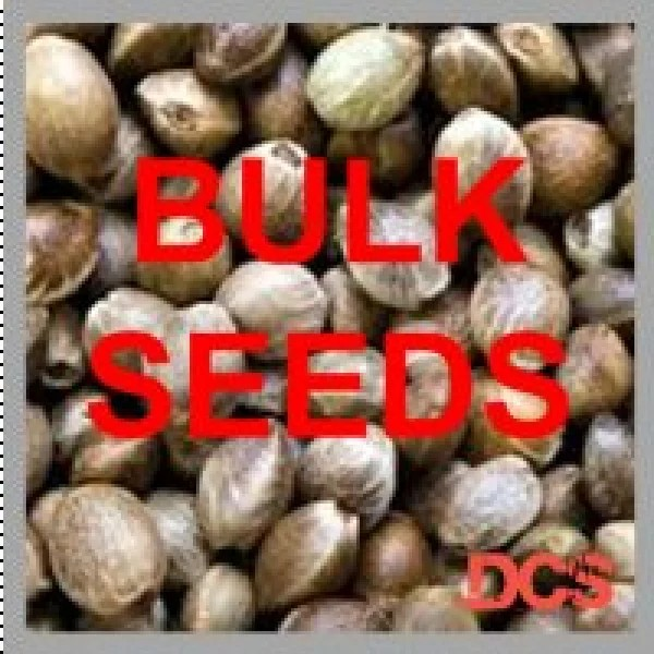 Cherry Zoap Auto Feminised Cannabis Seeds  | 100 Bulk Seeds.