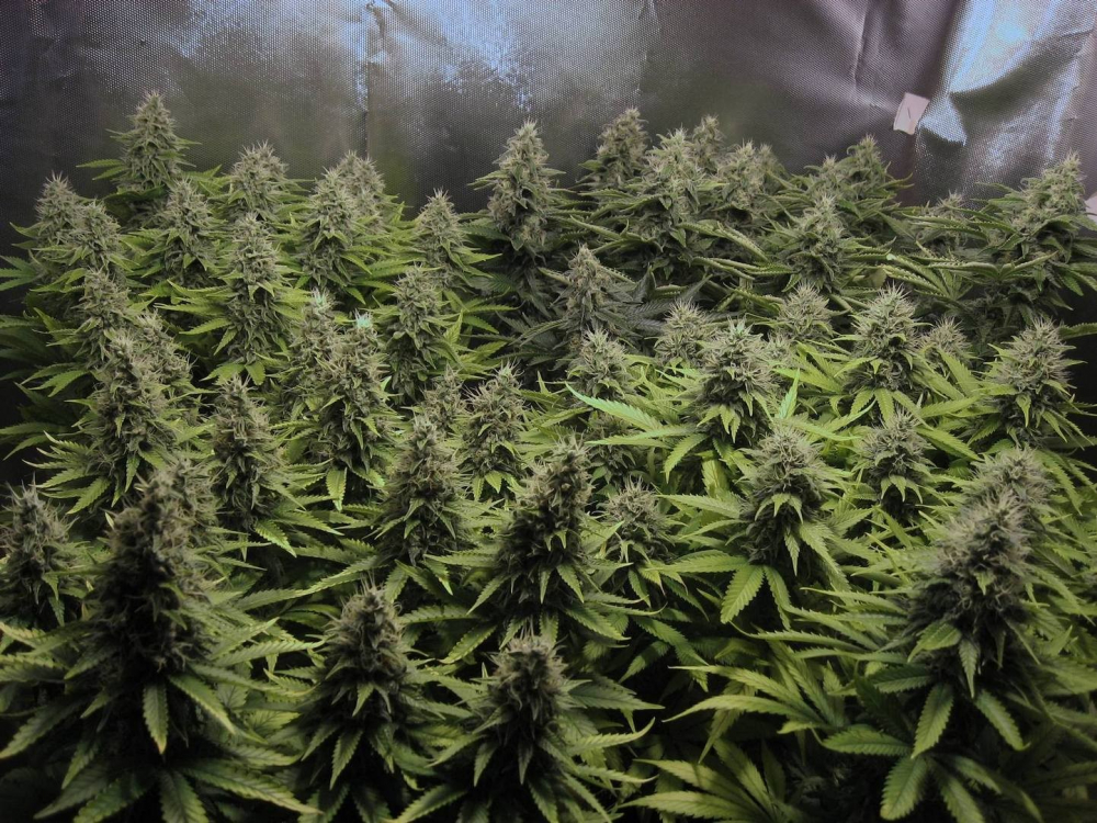 Cannabis Seeds - White Widow x Big Bud Cannabis Seeds.